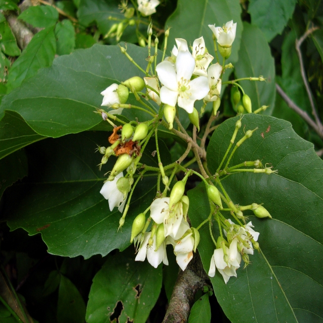 จันทน์หอม  Mansonia gagei J.R.Drumm. ex Prain <br/>Malvaceae